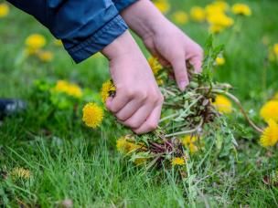 Close-up of hands holding daffodils weeded from a lawn.