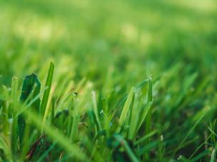 Close-up of thick green lawn