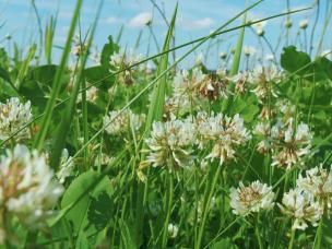 White clover and chamomile in full bloom in a field  