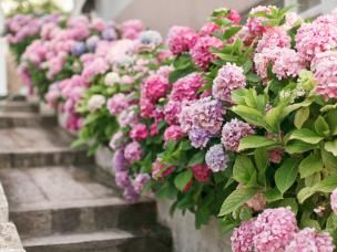 Nawożenie hortensji – kiedy nawozić, jaki nawóz wybrać?