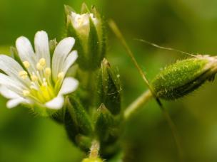 A closeup shot of the blooming chickweed