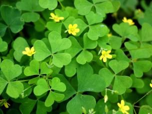 Oxalis plant with yellow flowers.