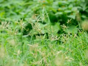 Nutgrass plant growing in an open field.