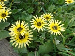 Capeweed plants with yellow, daisy-like blossoms and green leaves.