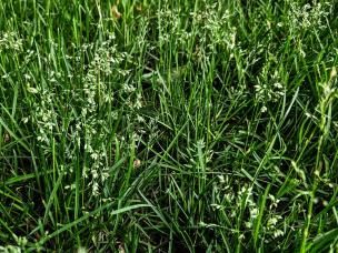 Overgrown winter grass patch with budding white seed heads.  