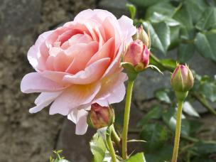 Rosier : Planter, Semer