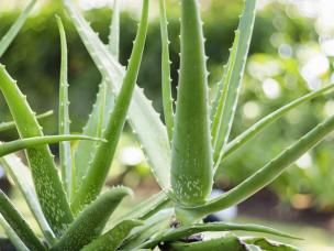 luchtzuiverende kamerplanten