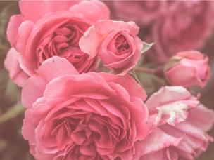  Odmiany i wysokość róż