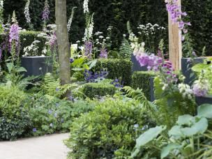 plantenziektes en plagen in de tuin