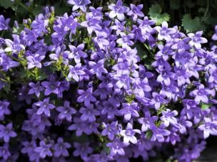 Les plantes violettes à cultiver au jardin