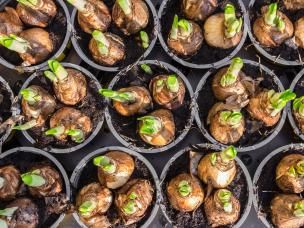 Planting bulbs and demystifying bulb fibre