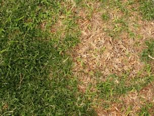 Restaurez cette zone dégarnie dans votre pelouse avec Substral Patch Magic