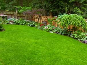 Feeding your lawn | David Domoney | Miracle-Gro