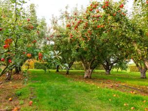 Maladies des arbres fruitiers