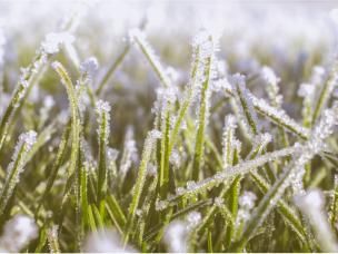 Dowiedz się jak przygotować trawę do zimy