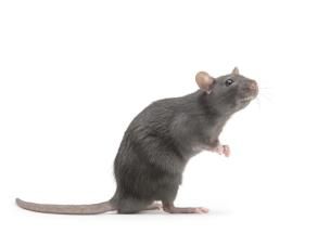 Comment lutter contre les rats