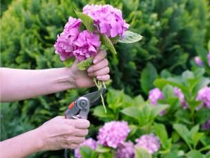  Przycinanie hortensji 