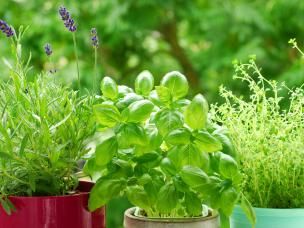 Cultiver des plantes aromatiques sur un balcon