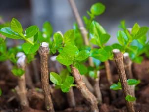 Jak kontrolować rozrost kwiatów w ogodzie?