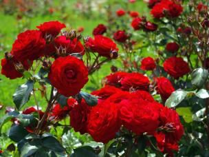 rosier