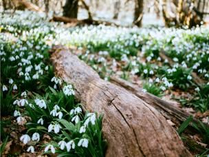  Zima dla roślin kwitnących