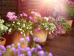  Nawożenie kwiatów balkonowych 