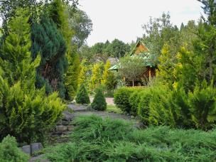 Jak chronić iglaki przed szkodnikami?