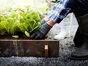 garden planter box