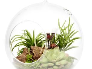 terranium