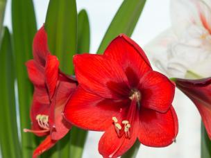 Amaryllis verzorgen