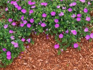 Enlever les mauvaises herbes: nos 10 astuces | Ilovemygarden