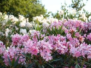 Les plantes méditerranéennes dans votre jardin 