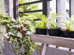 Balcony plants