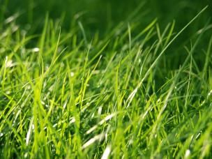 A quick guide to getting your lawn looking great