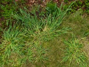 Crabgrass weeds growing on lawn.&nbsp;