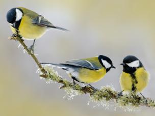 Les oiseaux alliés du jardin