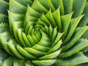 Bienfaits des plantes d'intérieur