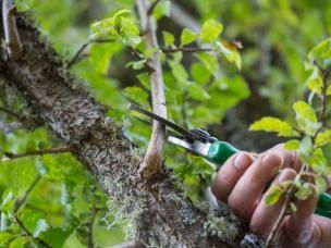 La taille des arbres fruitiers