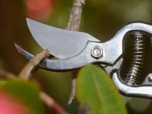  Jak przycinać rododendrony 