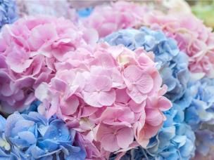 Pielęgnacja hortensji w doniczce i w ogrodzie | Love The Garden