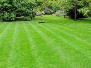 groen gazon