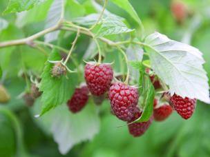 Comment tailler les framboisiers