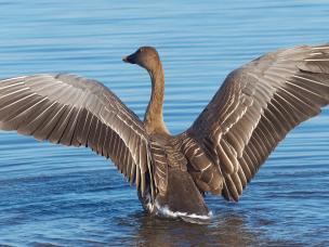 Evergreen Garden Care zet zich in voor milieubescherming