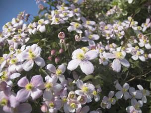  Przycinanie powojników