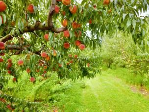 Bien planter un arbre fruitier