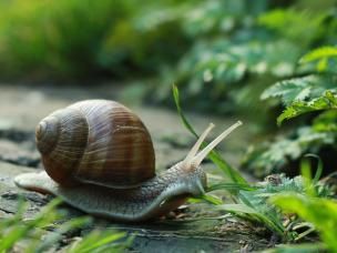 Ślimaki w ogrodzie