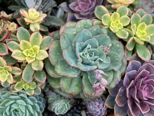 Caring for cacti, succulents and bonsai