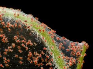 Naturalne zwalczanie szkodników