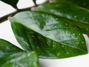 Tarczniki w ogrodzie – jak je zwalczać?