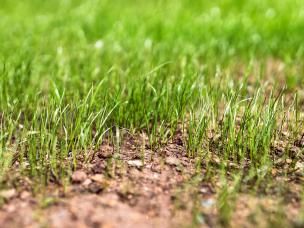 Why isn’t my lawn growing yet?
